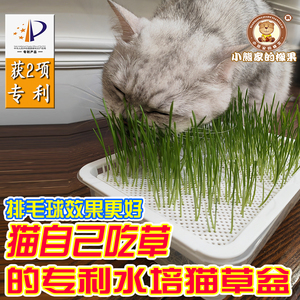 防拔草猫自主吃草 少发霉 一次性内盒的水培猫草盆 小熊家的橡果