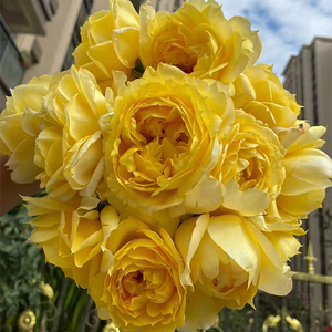 小小米薇 阳光笑容亮丽的明黄色大花直立切花灌木月季苗 人气品种