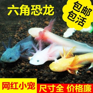 六角恐龙鱼水族淡水冷水小型宠物活体金鱼锦鲤鱼缸观赏鱼好养易活