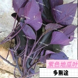 紫叶番薯苗紫色食叶番薯 食叶红薯叶用番薯食叶地瓜高花青素蔬菜
