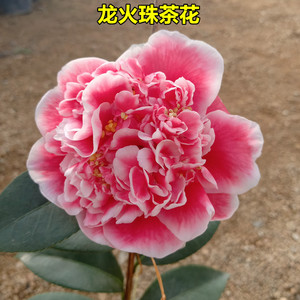 龙火珠茶花盆栽名贵早花品种大花型奇特稀有阳台庭院绿植花卉福建