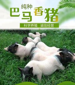 纯种广西巴马香猪活苗幼崽幼苗活体小猪仔成年繁殖种猪8-12斤/只