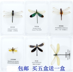 蜻蜓标本 豆娘 色聪 蝴蝶 真昆虫 已展翅盒装 儿童礼物 教学 手工