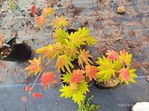 月升枫树盆景团扇系列一物一拍 月升素材名贵红枫品种 阳台庭院种