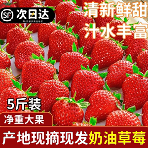 安徽新鲜现摘奶油草莓5斤当季水果产地直销3斤红颜顺丰包邮2斤装
