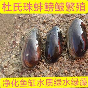 小河蚌杜氏珠蚌鳑鲏繁殖蚌清理鱼缸清理水质圆顶珠蚌淡水除藻绿水