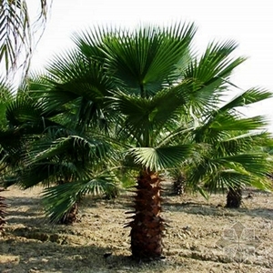 棕榈棕榈树苗老人葵加州蒲葵箬棕绿化苗木四季常青行道风景树