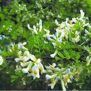 野生苦刺花云南特产新鲜野菜白刺花南方食用应季蔬菜春菜