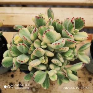 多肉植物熊童子大老桩 多肉植物熊童子大老桩品牌 价格 阿里巴巴 多肉植物熊童子大老桩 多肉植物熊童子大老桩品牌 价格 阿里巴巴