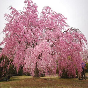 日本樱花树苗庭院大型小苗盆栽地栽别墅南北方种植风景树绿化树苗