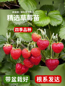 奶油草莓苗盆栽带盆带土桃熏天使红颜四季结果南方阳台露天种植苗