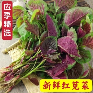 湖北新鲜农家红苋菜露天种植汉菜时令野菜苋菜当季蔬菜现摘红米苋