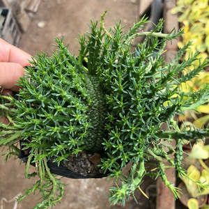 多肉植物孔雀丸缀化大戟科块根实生植物趣味美观盆栽 阿里巴巴找货神器