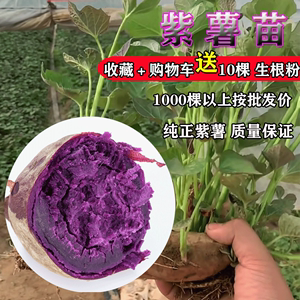 紫薯苗紫罗兰地瓜秧山芋番薯种子红黄白紫高产大小种植100棵包邮
