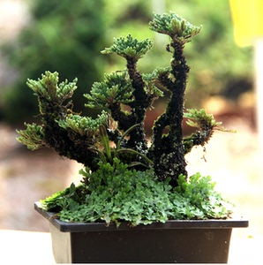 复活草植物野生 复活草植物野生品牌 价格 阿里巴巴 复活草植物野生 复活草植物野生品牌 价格 阿里巴巴