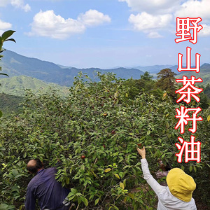 山茶油野升茶籽油纯正农家自榨物理压榨月子食用油外用护肤油