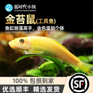 [鱼时代]金苔鼠 除藻清缸工具鱼吃青金台鼠鱼清洁底栖活体清道夫