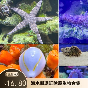 海水缸紫底星螺金环宝螺假绵羊虾寄居蟹不伤珊除藻青苔丝藻活生物