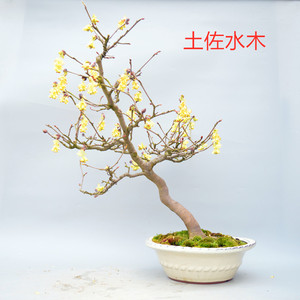 心に強く訴える土佐水木 盆栽 最高の花の画像