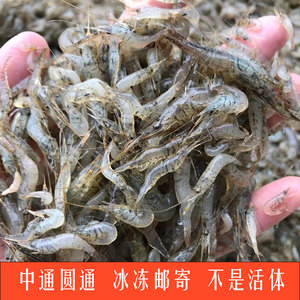 小河虾淡水天然小青虾冰冻小号土虾喂龙鱼乌龟钓鱼饵餐饮食材一斤