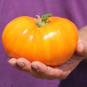 进口牛排番茄种子 珍妮特淡橙色大宝石 无限生长沙拉酱西红柿花园