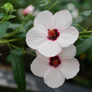 高砂芙蓉葵 高砂芙蓉葵品牌 价格 阿里巴巴 高砂芙蓉葵 高砂芙蓉葵品牌 价格 阿里巴巴