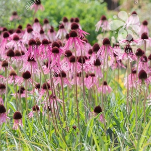 谢谢小花 苍白松果菊 夏威夷草裙 紫锥菊 多色多年生宿根盆栽植物