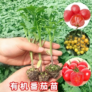 草莓番茄苗大小水果西红柿苗子黄小番茄四季阳台盆栽蔬菜苗