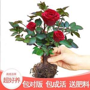 玖瑰花苗绿植盆栽四季开花树苗庭院绿化植物月季花玫瑰阳台