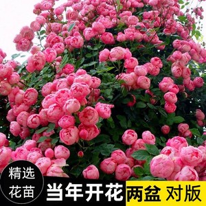 蔷薇花苗藤本月季特大花种庭院爬藤植物阳台花卉玫瑰盆栽四季开花