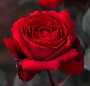 老园丁月季园 温斯顿 经典大灌木暗红色玫瑰月季花苗直立大花强香
