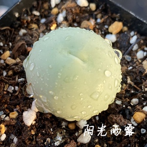 鸽子蛋肉锥番杏科多肉植物大颗母本 一物一拍