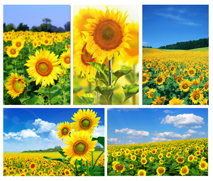 向日葵背景装饰海报向阳花太阳花玻璃贴纸壁纸风景花卉装饰画图片 阿里巴巴找货神器