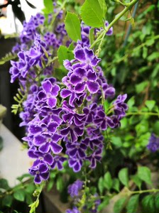 高压金露丝花，高贵紫色，开花下垂飘逸，自带巧克力香味，花期长