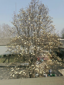 .出售玉兰花树一颗，大概有十七八年吧，树在北京市昌平区小汤山