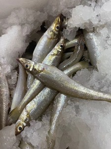 广东茂名博贺渔港深海野生海产品。这款鱼叫沙尖鱼也叫沙丁鱼。这