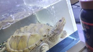 黄化鳄龟偏公，背甲14.5，外池龟有伤不大碍事。顺丰已可邮寄