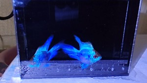 大种鱼阿凡达，蓝波子公4.5厘米，母4厘米以上，颜色好看，鱼