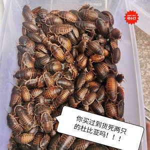 杜比亚蟑螂大亚3-4【一斤包邮】标价即实价