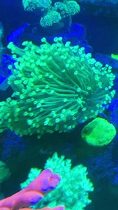 长须二绿非皮 海水海缸lps皮革珊瑚