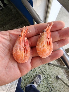 北极虾❤️牌，7月份原装进口，性价比最高！规格90+，5kg
