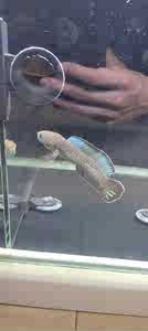 野生啊萨姆奶茶雷龙，公鱼，11到12厘米，大蓝帆，包损包邮