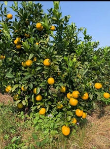 恩平市78亩水果种植场出租：现种植45亩砂糖桔2800棵(7