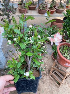 自家苗木基地出售原生初心海棠，海棠中的小牡丹，复瓣花，原盆原