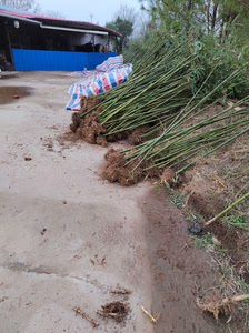 自己家山上种植的竹子、雷竹、毛竹以及各种竹苗，有竹苗出售，母