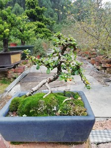 福建茶盆景，绿色迷你小盆景，适合放置在阳台或室内窗台。叶子翠
