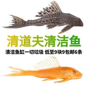 圾清道夫鱼NVXUF_16苔淡水鱼鱼缸清洁鱼观金鼠赏鱼热带鱼好养工具