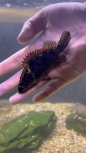 波纹鳜原生溪流鱼 野生鳜鱼纯野生的溪流观赏鱼