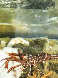 机械虾活体 机械虾 骆驼虾 海水观赏虾 海水观赏鱼  海水生