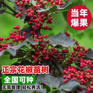 花年椒苗树大红袍当结果无刺四川麻椒食用盆栽南方北方种植花椒树